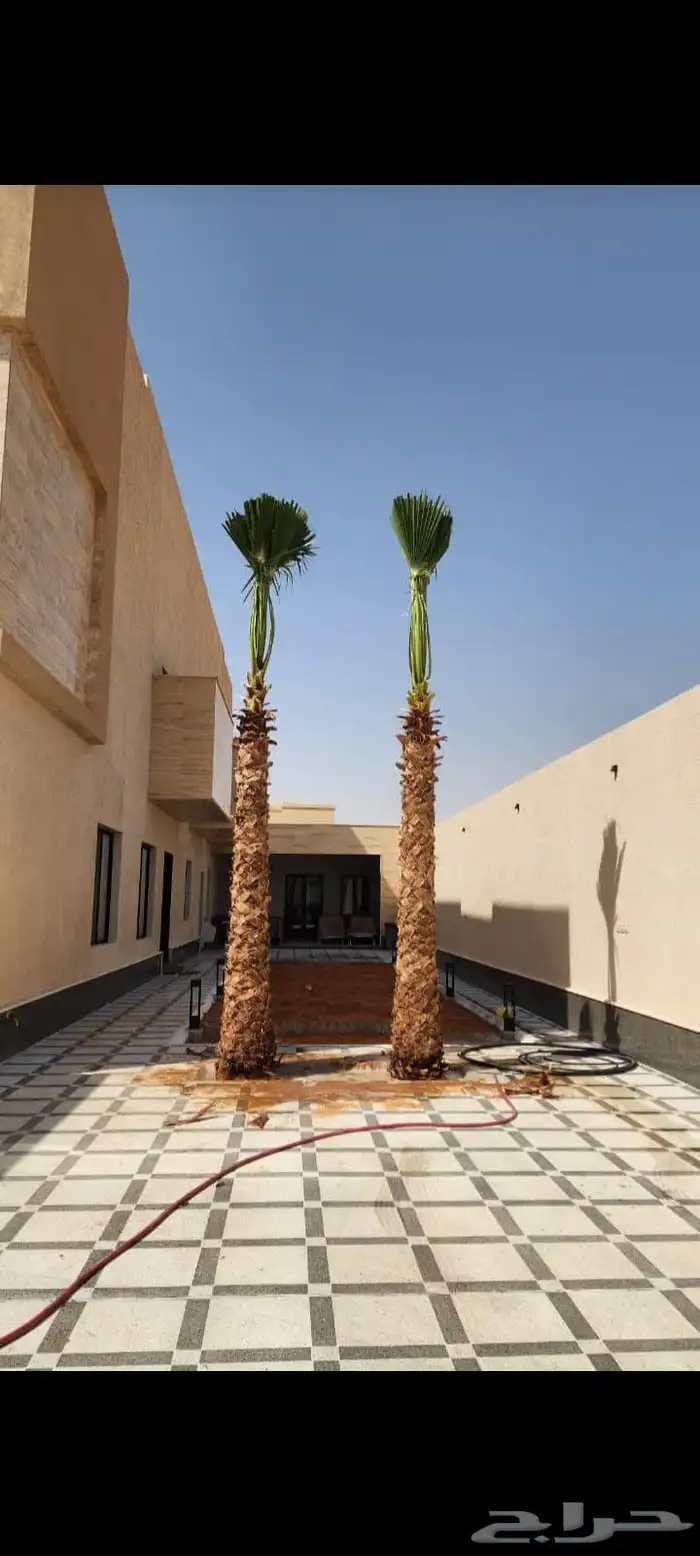 نخيل للبيع وأسعار طيبه 8