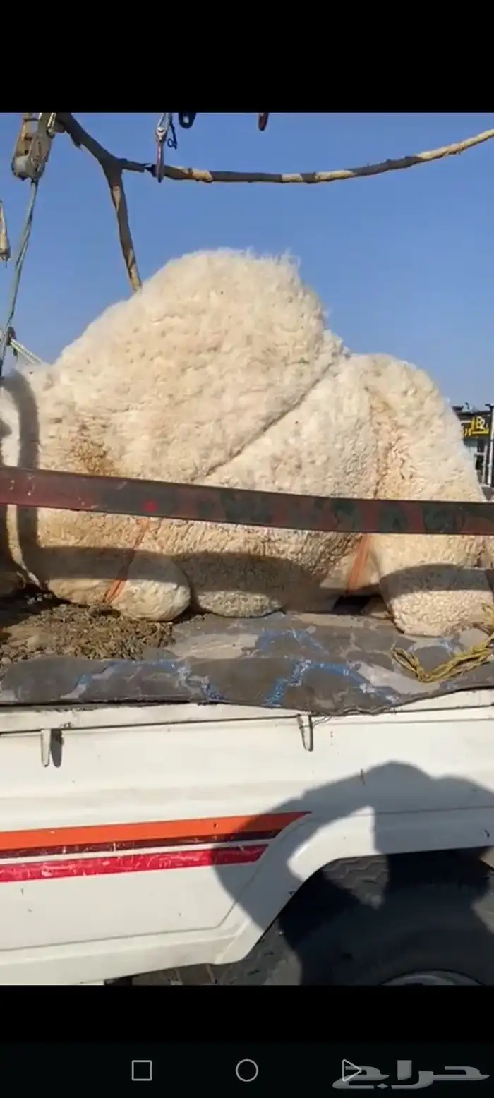 قعود فل الفل للبيع موقع نجران 1