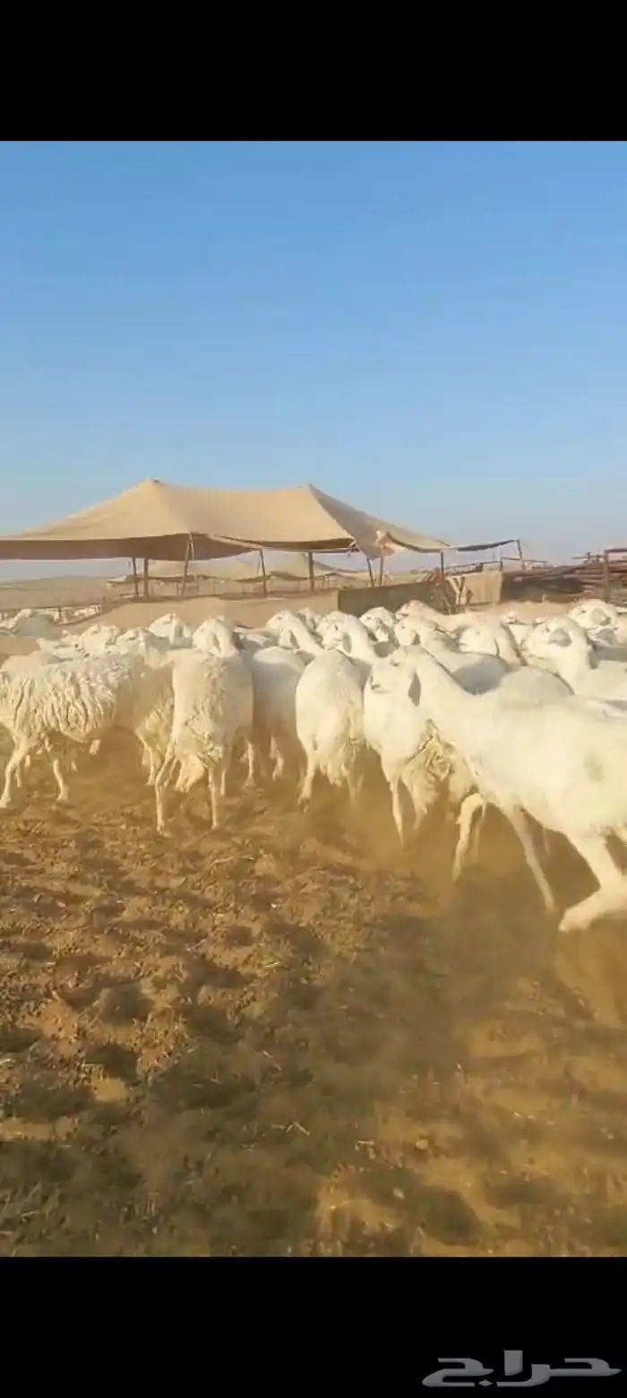 غنم حرش 56 تحتها 7 والغنم على ولاد فيها فحل واحد 2