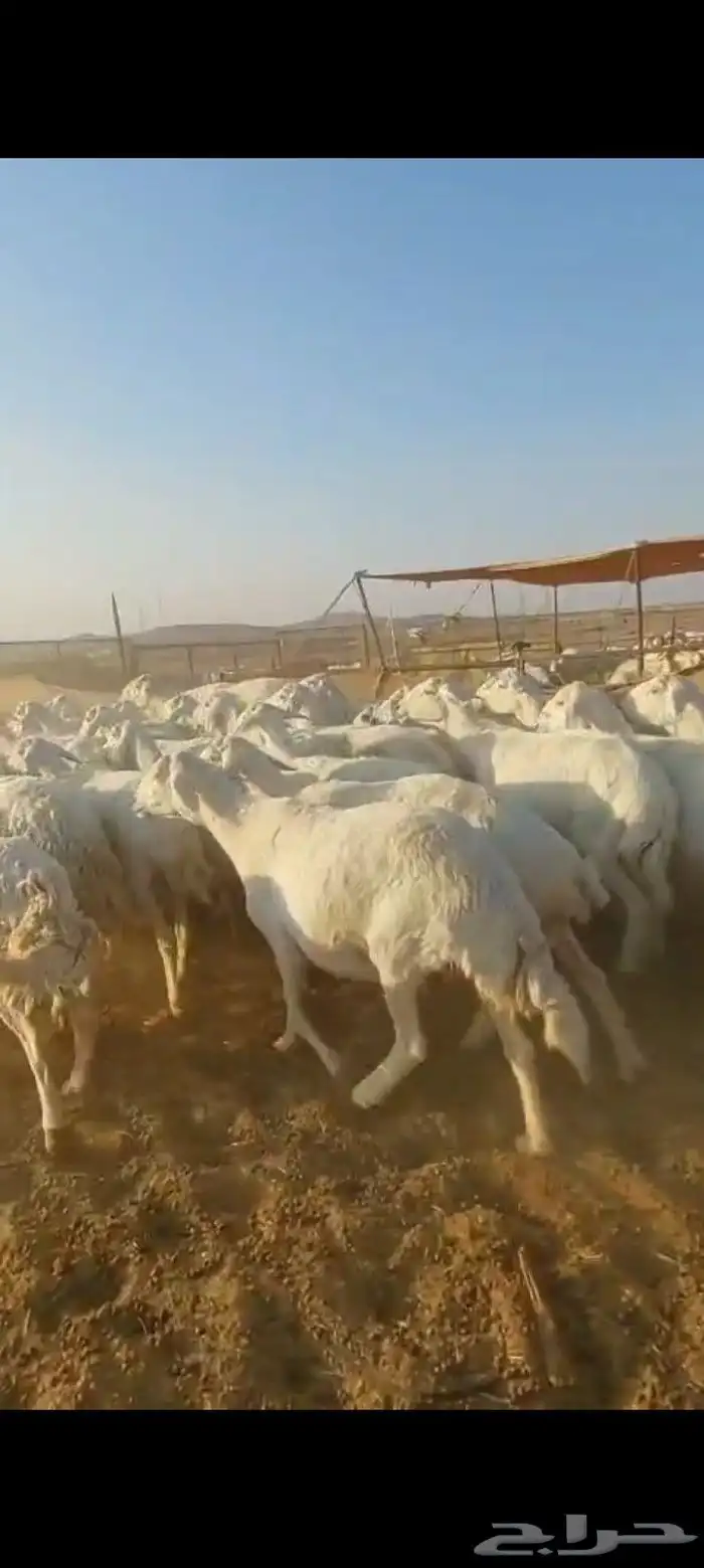 غنم حرش 56 تحتها 7 والغنم على ولاد فيها فحل واحد 0