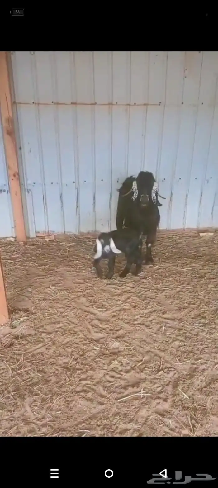 رغايث ماعز 2عارضيه وجنوبيه حدرها تيوس 1