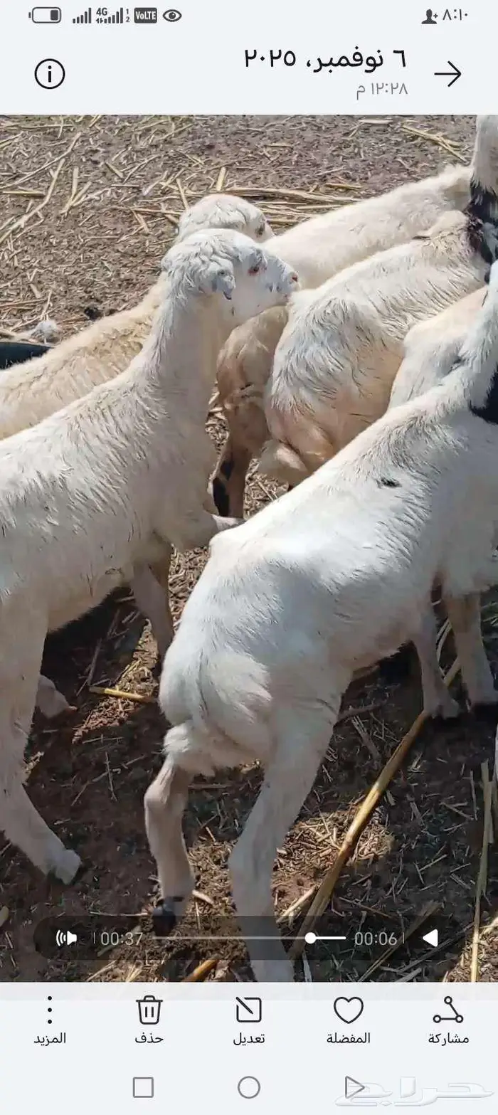 العنون ابوعريش المرخيه جازن 0