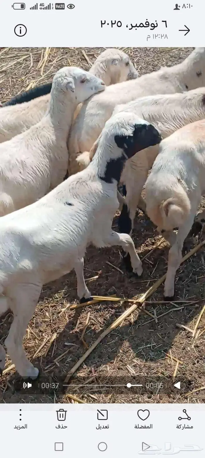 العنون ابوعريش المرخيه جازن 1