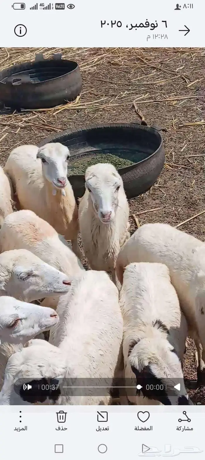 العنون ابوعريش المرخيه جازن 2