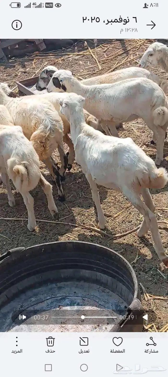 العنون ابوعريش المرخيه جازن 3