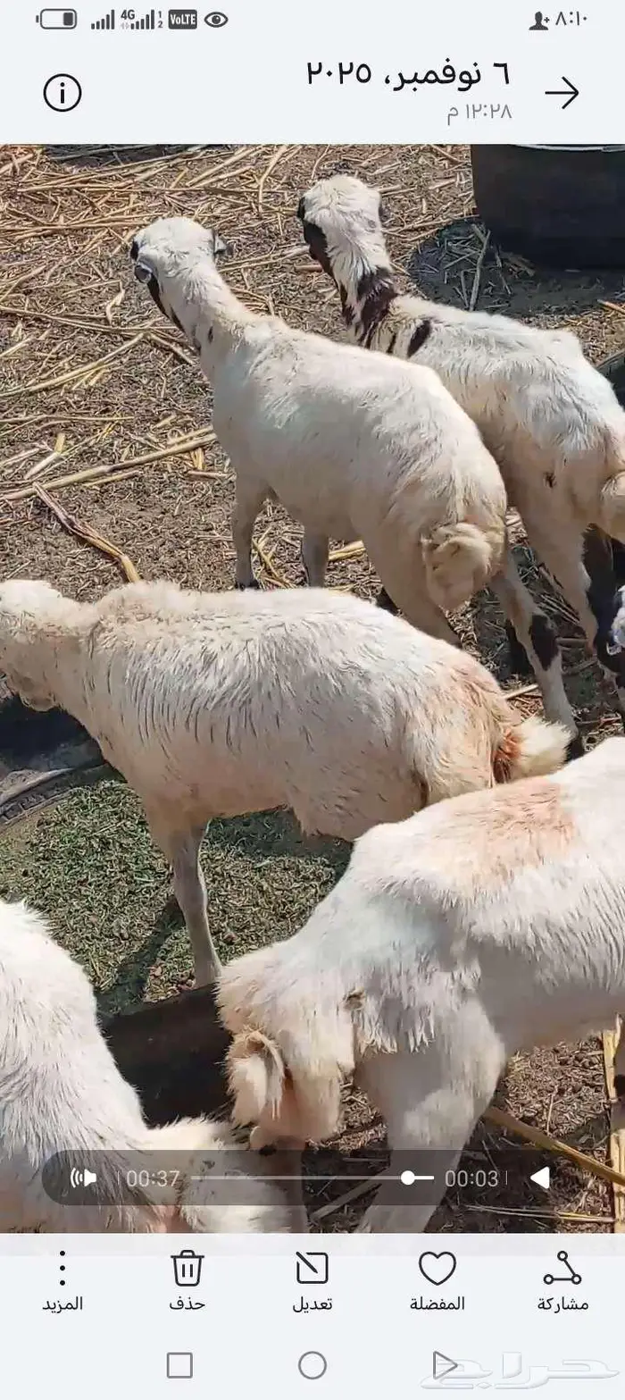 العنون ابوعريش المرخيه جازن 4