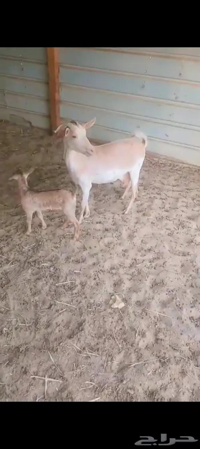 رغايث ماعز 2عارضيه وجنوبيه حدرها تيوس 0