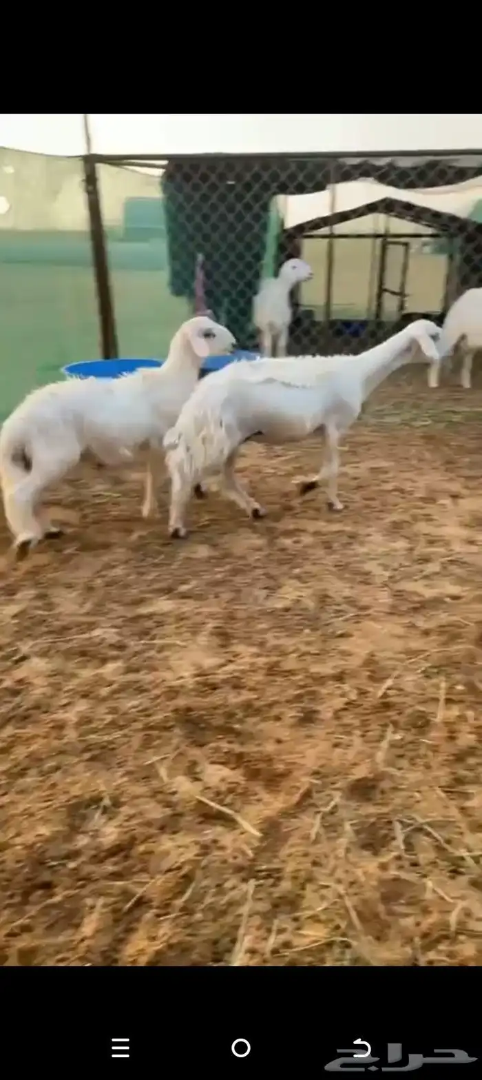 صفراء رباع دافع 3