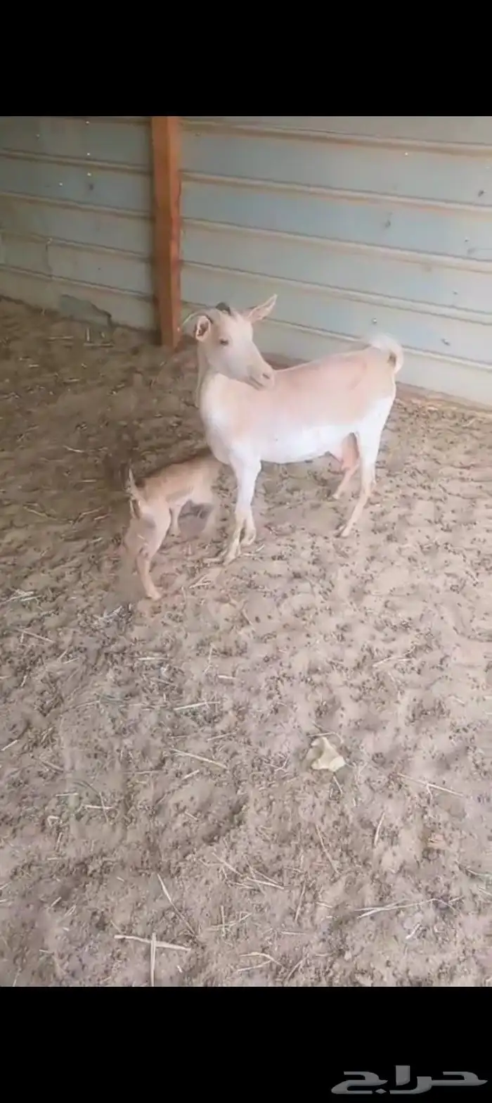 رغايث ماعز 2عارضيه وجنوبيه حدرها تيوس 2