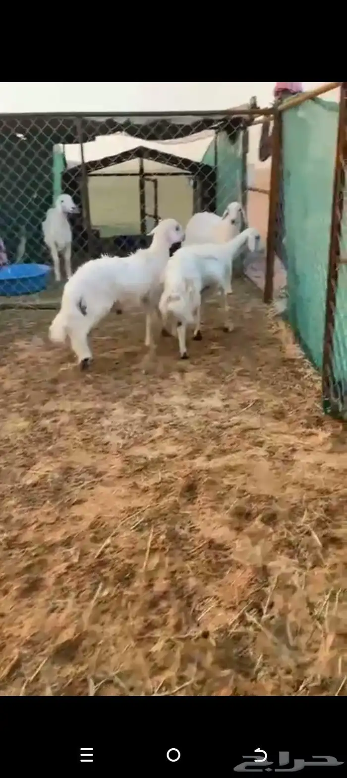 صفراء رباع دافع 4