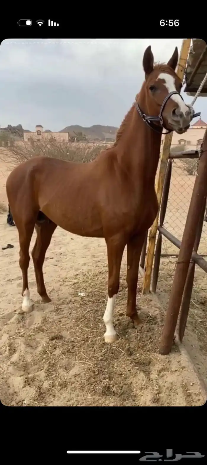 حصان كفو شعبي 2