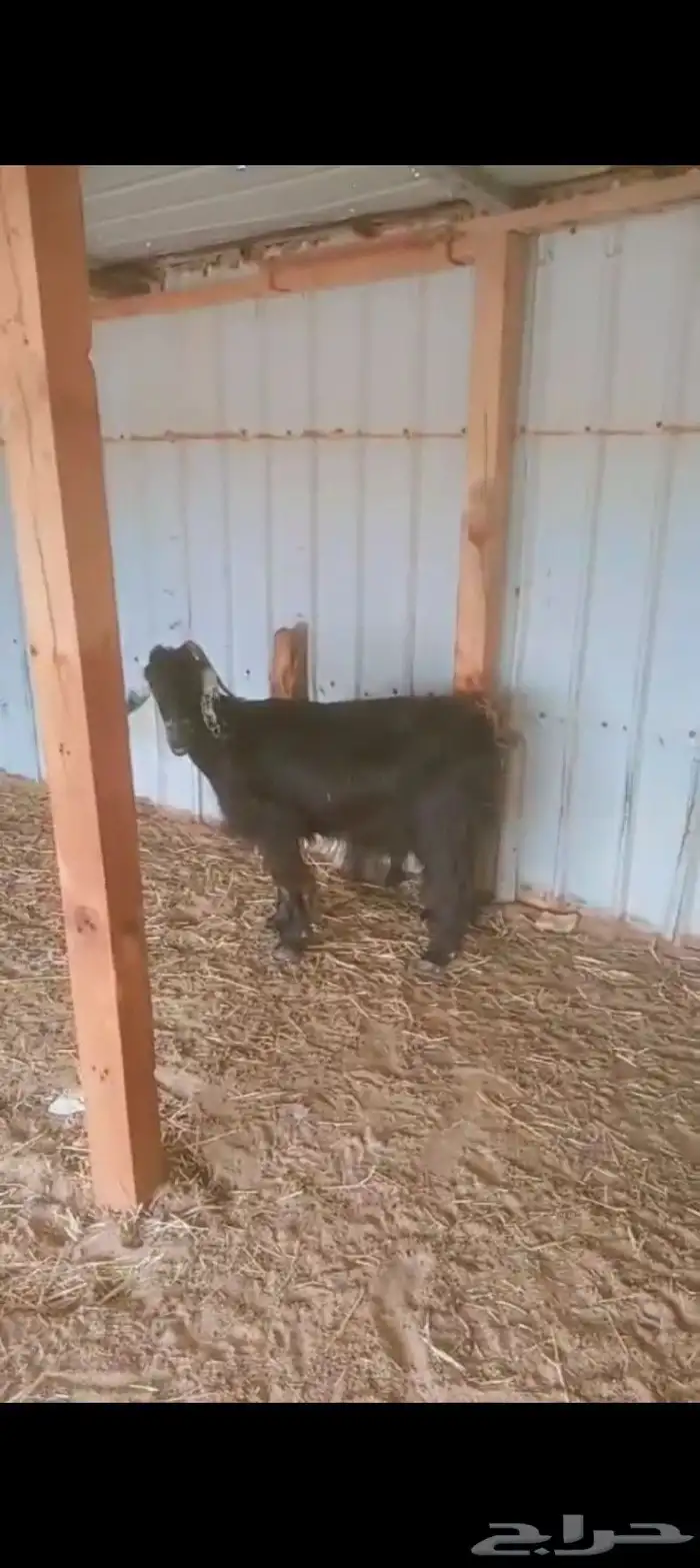 رغايث ماعز 2عارضيه وجنوبيه حدرها تيوس 3