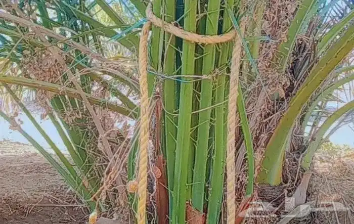 يوجد لدي نخل انواع ممتازه صقعي ومجدوله وسكري وسلطانه وهلالي 9