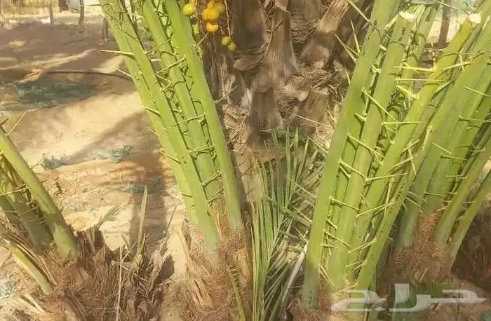 يوجد لدي نخل انواع ممتازه صقعي ومجدوله وسكري وسلطانه وهلالي 7