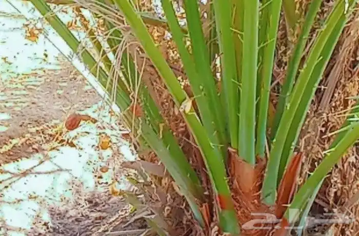 يوجد لدي نخل انواع ممتازه صقعي ومجدوله وسكري وسلطانه وهلالي 8