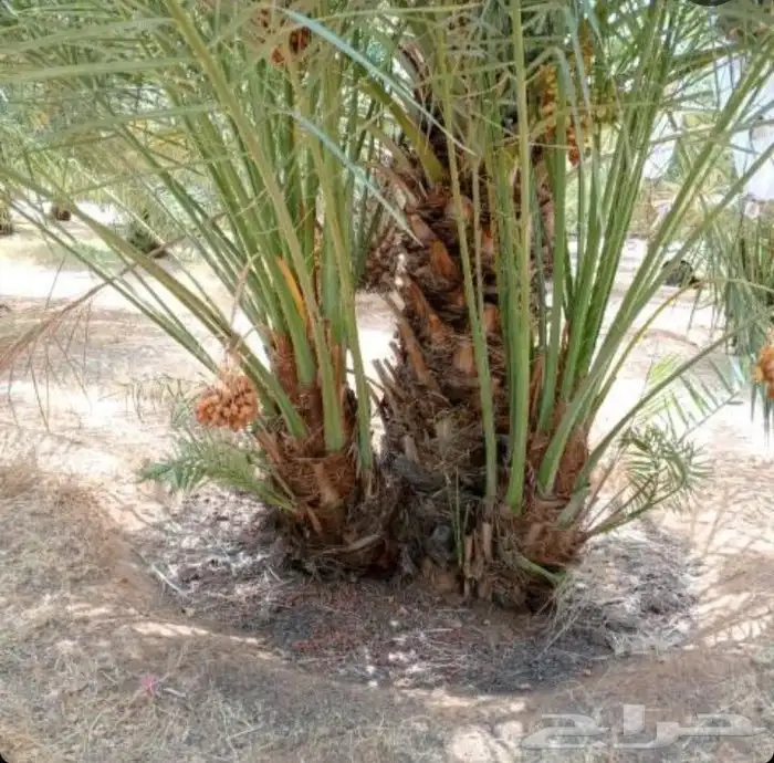 يوجد لدي نخل انواع ممتازه صقعي ومجدوله وسكري وسلطانه وهلالي 4