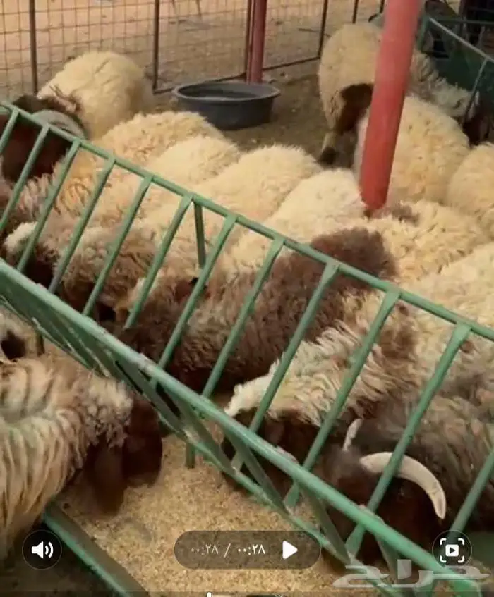 طليان نعيم 5 خرفان و11 رخل السوم 1300 1