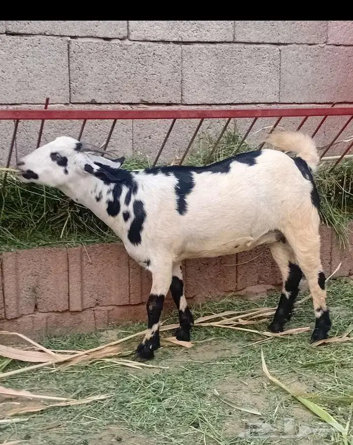 ثنتين جفار بيشيات تاؤم مضروبة 3