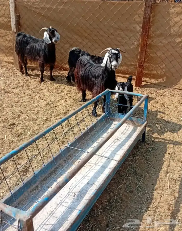 معزا خلفات البيع 1