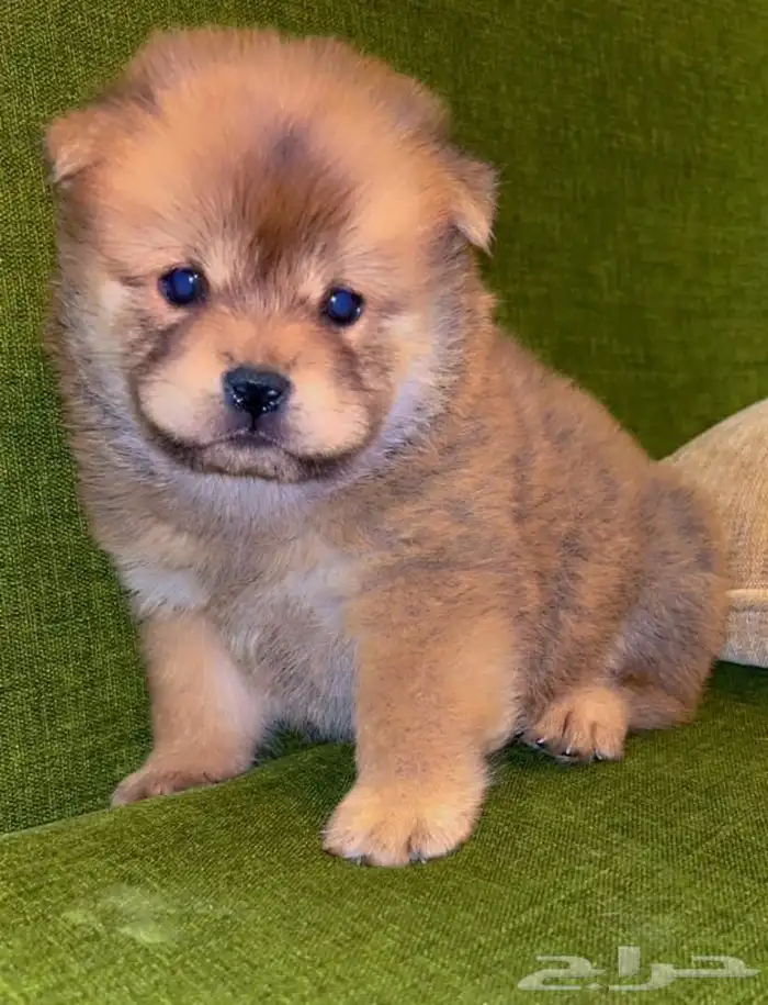 للبيع كلابه تشاو تشاو 4