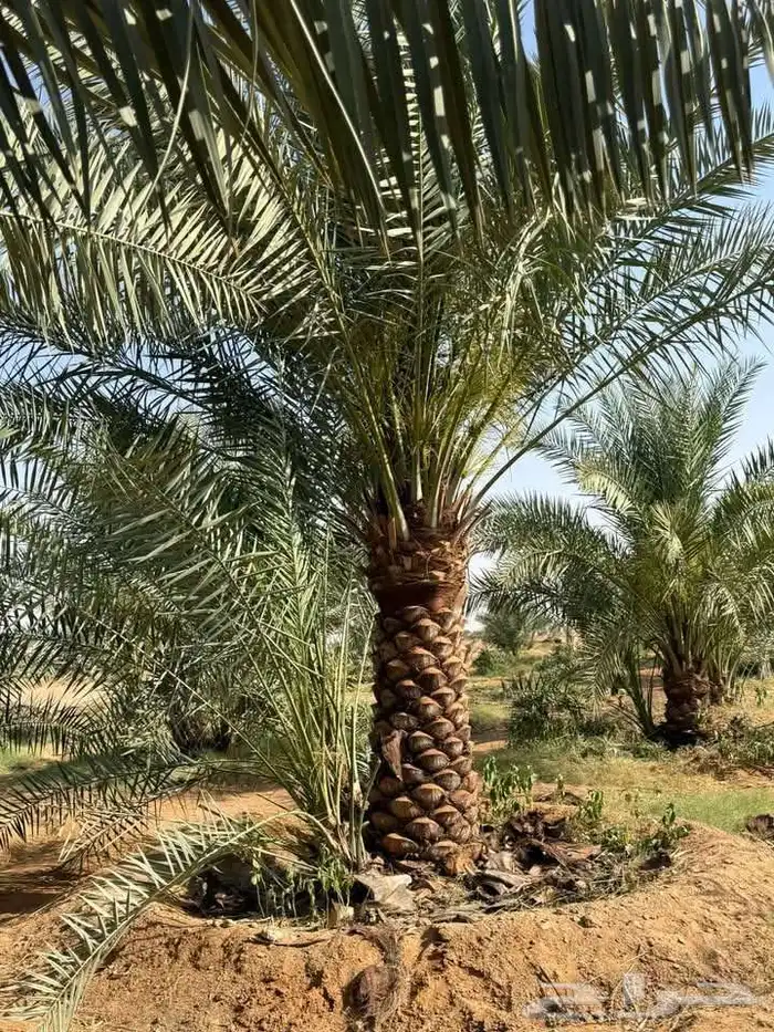 نخل مثمر صقعي اخلاص مجدول سكري عجوه برني روثان خضري 2