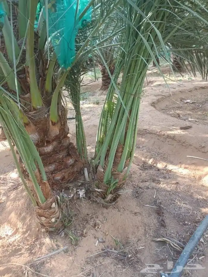 يوجدلديناجميع انواع انخل العربي والواشنطن ازينه للبيع 9
