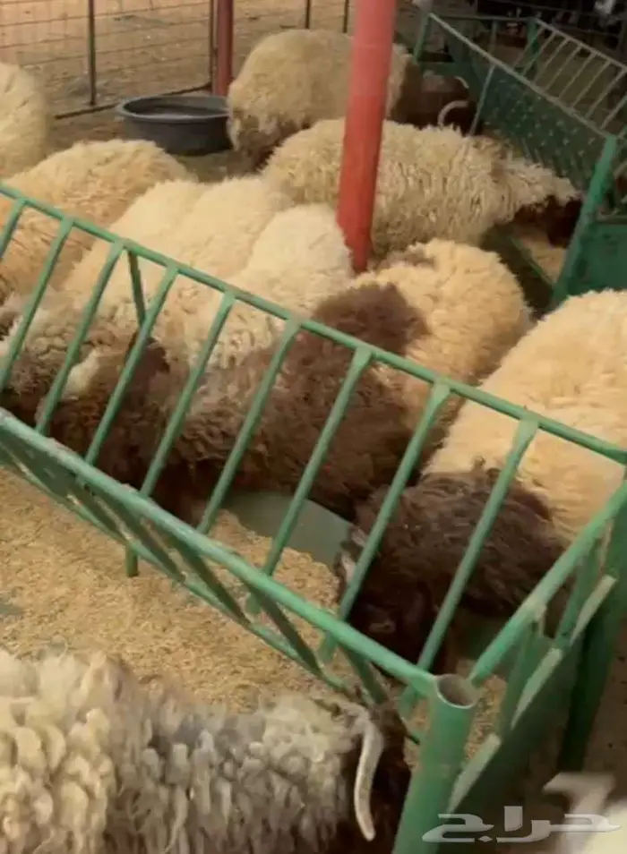 طليان نعيم 5 خرفان و11 رخل السوم 1300 0