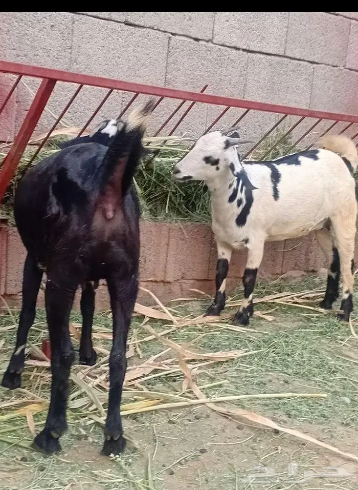 ثنتين جفار بيشيات تاؤم مضروبة 4