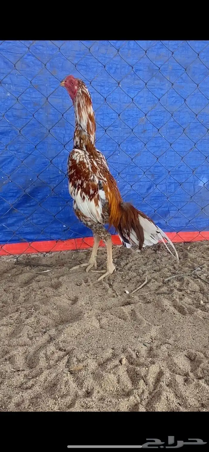 ديك سندي بيور 0