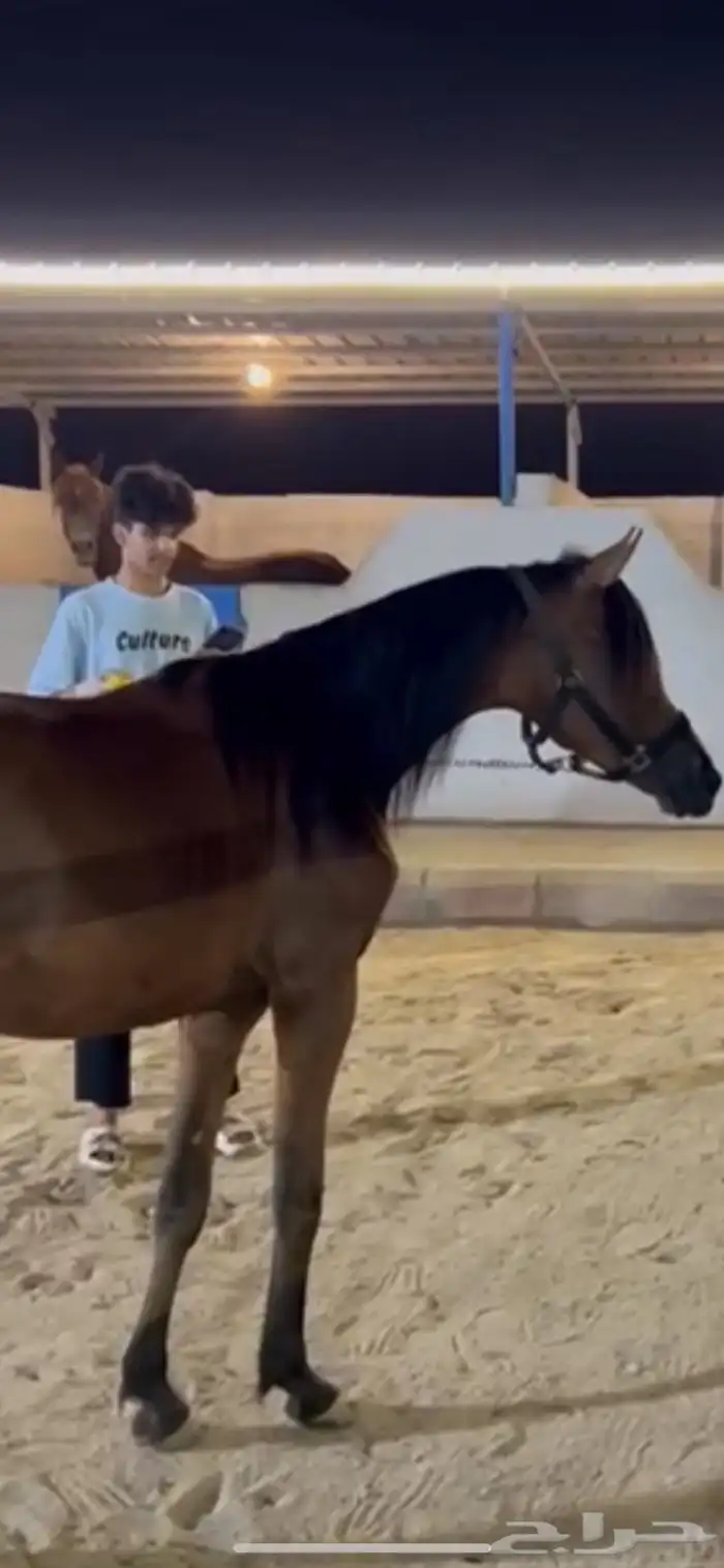 مهر للبيع شعبي 1