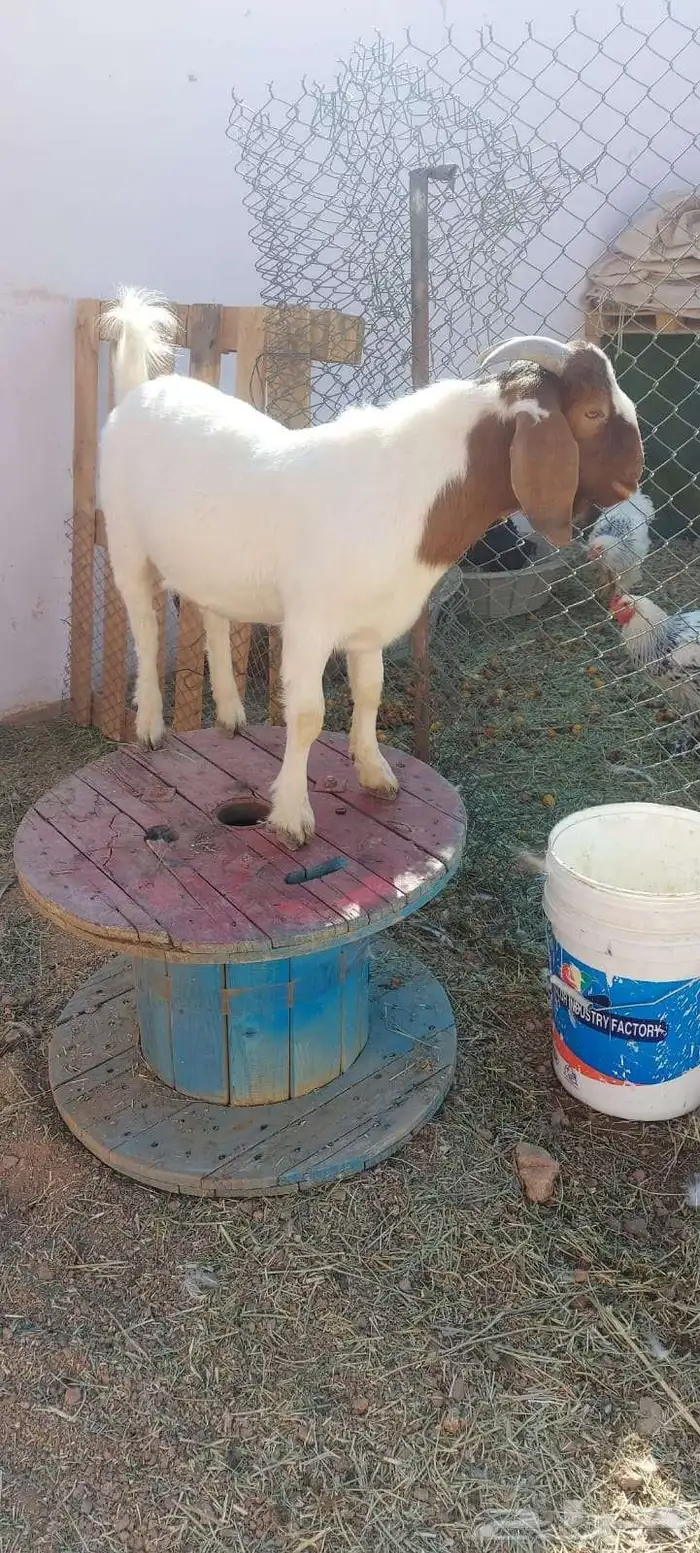 تيس بورقت بيور للبيع 2