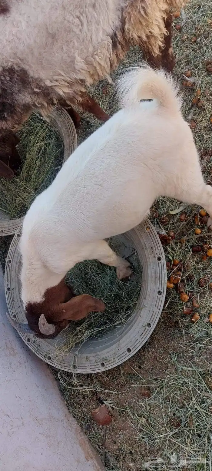 تيس بورقت بيور للبيع 1