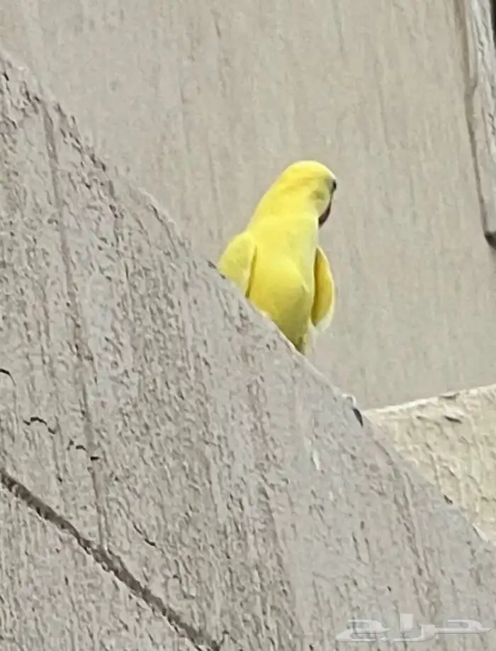 مفقود دره هولندي لاتينو 1