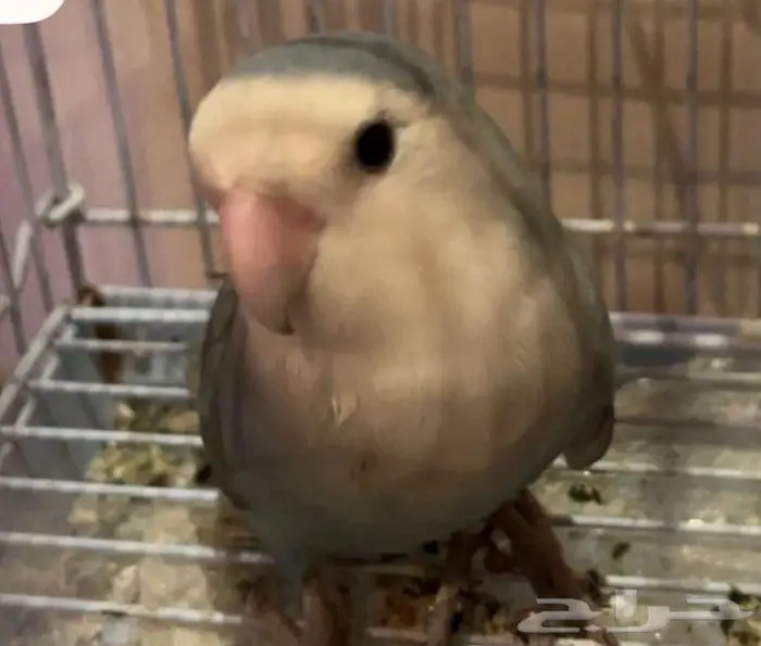 بكج طيور روز و كناري 1