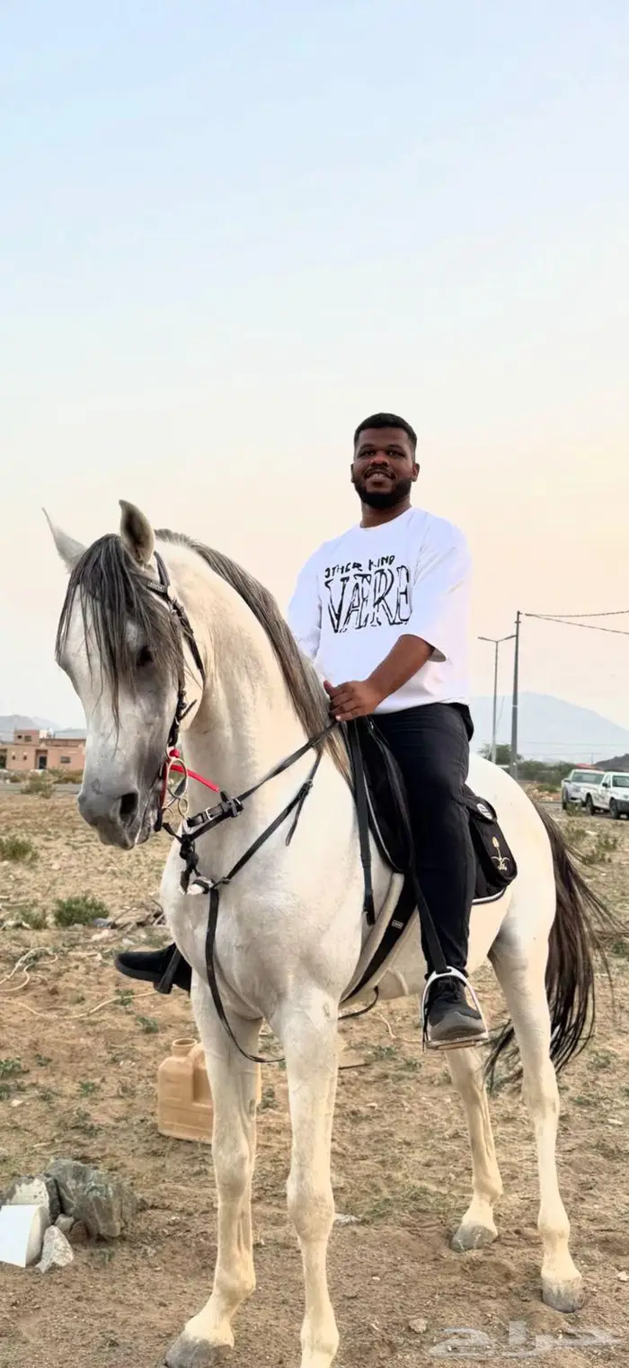 حصان ولد مرجان الزبير 2