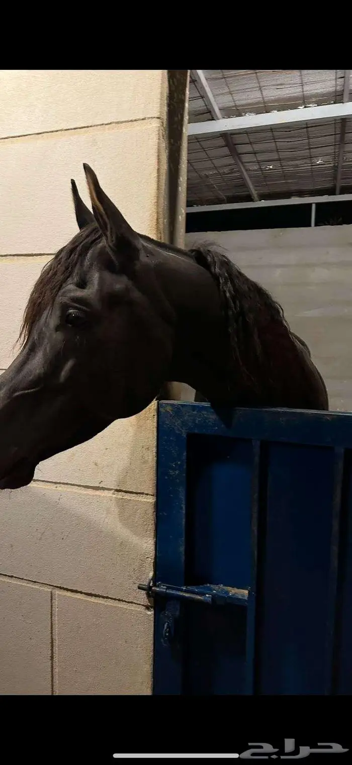 حصان شعبي أدهم للبيع 0