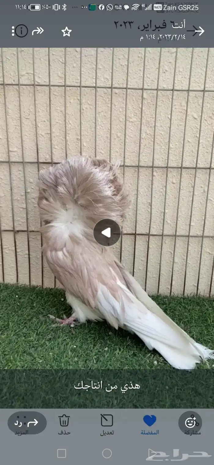 للبيع جوز جوكوبين حوامل رديوس 3