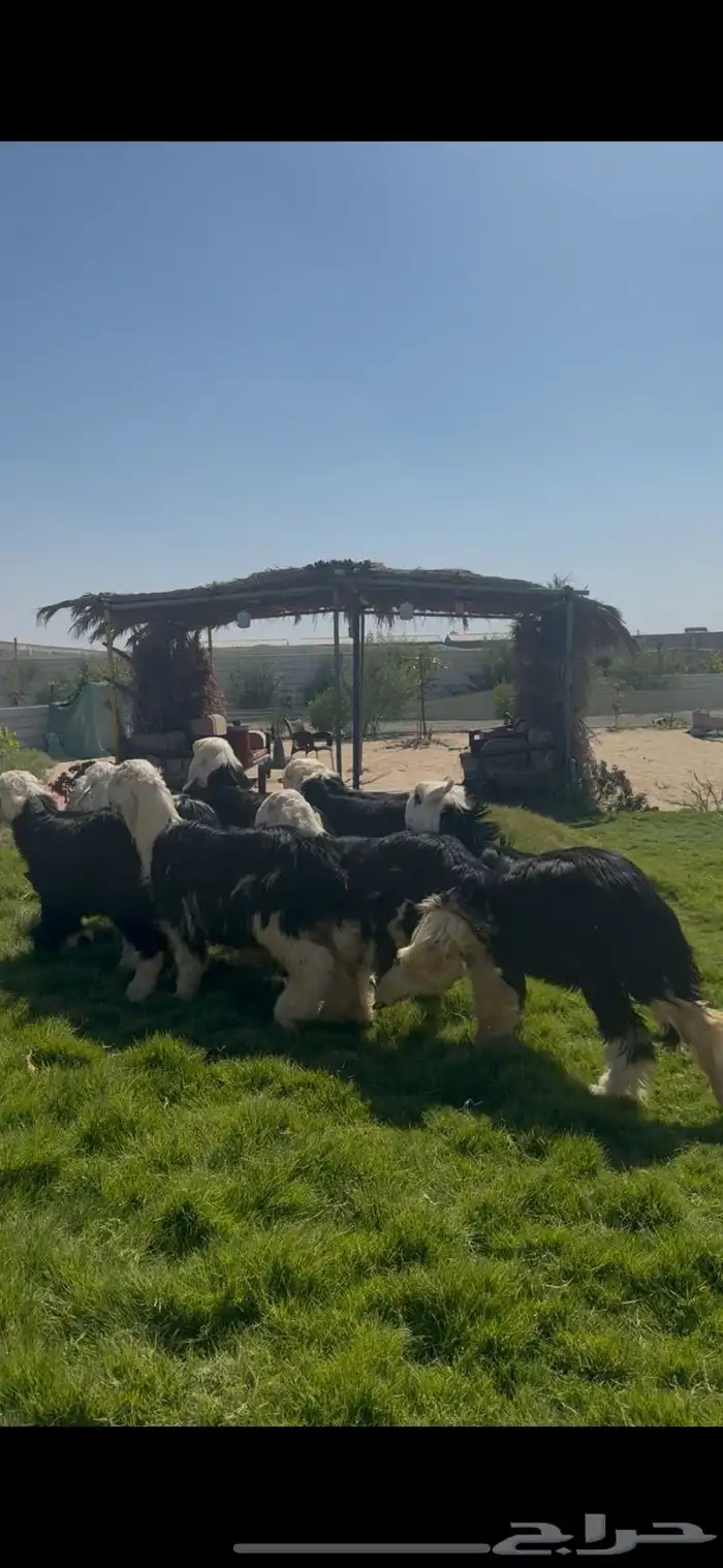 ذبايح نجدي بلدي بري فل نظاف 0