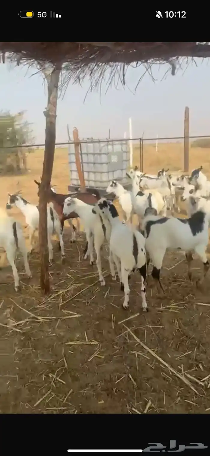 تيوس جذعان 2