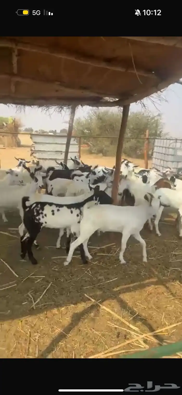 تيوس جذعان 0