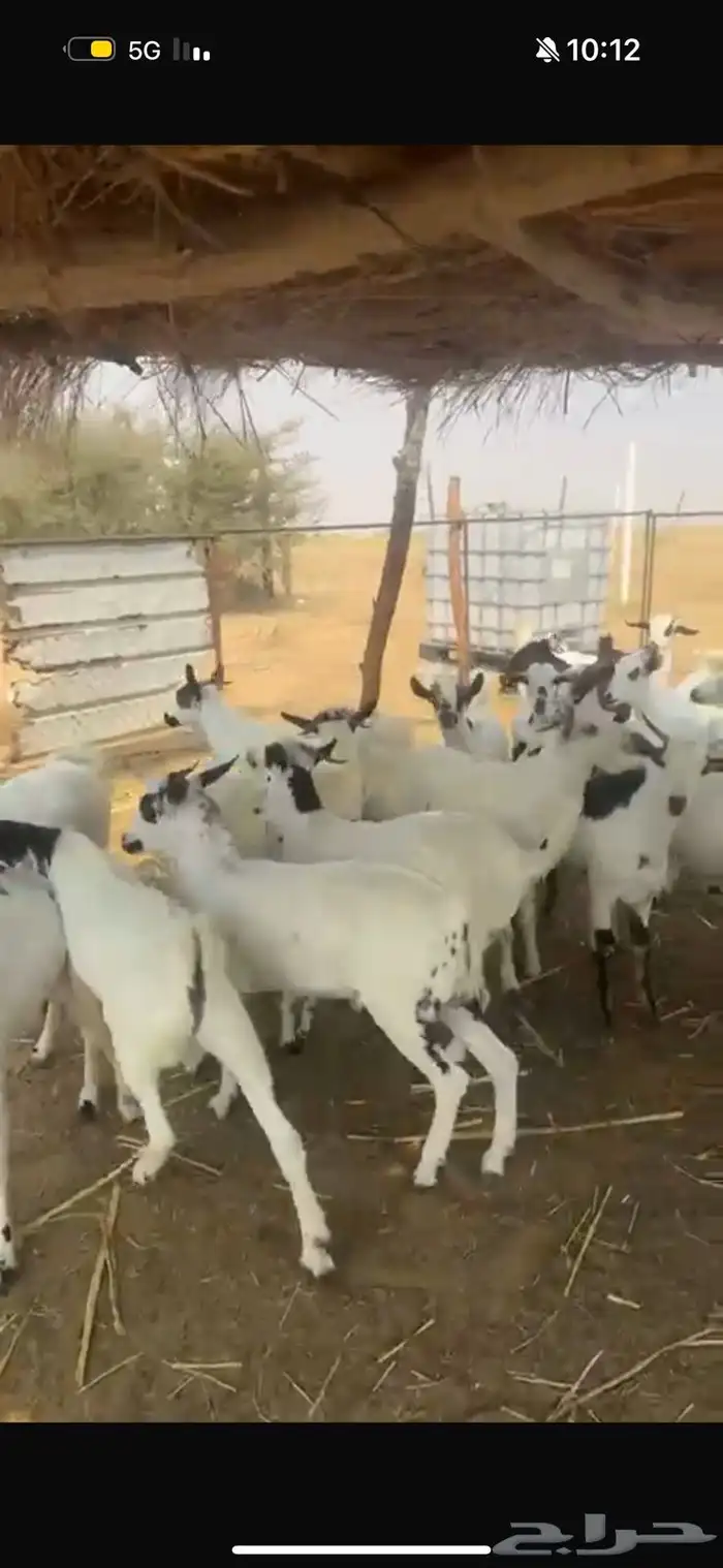 تيوس جذعان 1