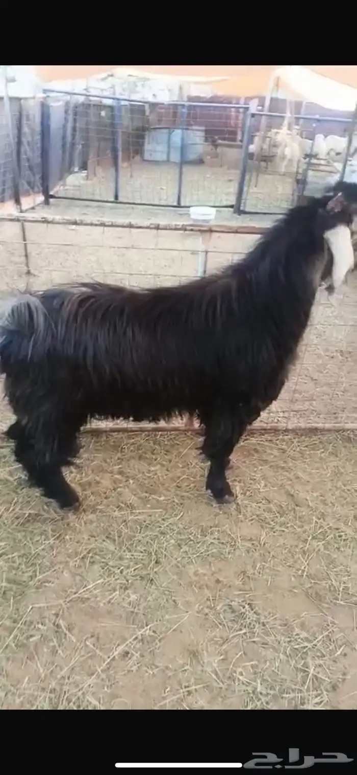 تيس عارضي للبيع 0