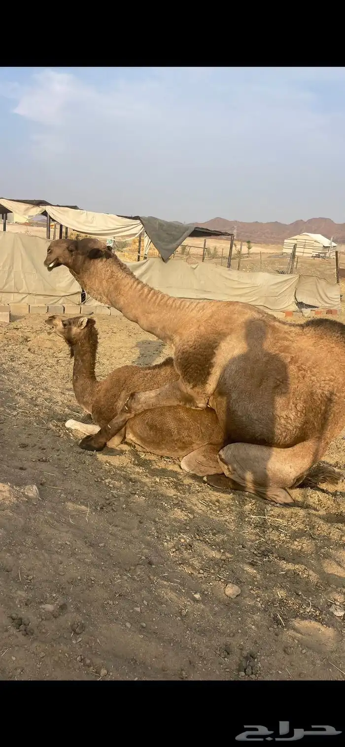 بكره حمراء ع ضراب الحد 5800 0