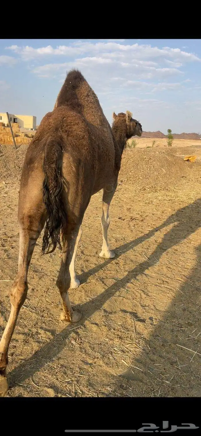 بكره حمراء ع ضراب الحد 5800 1