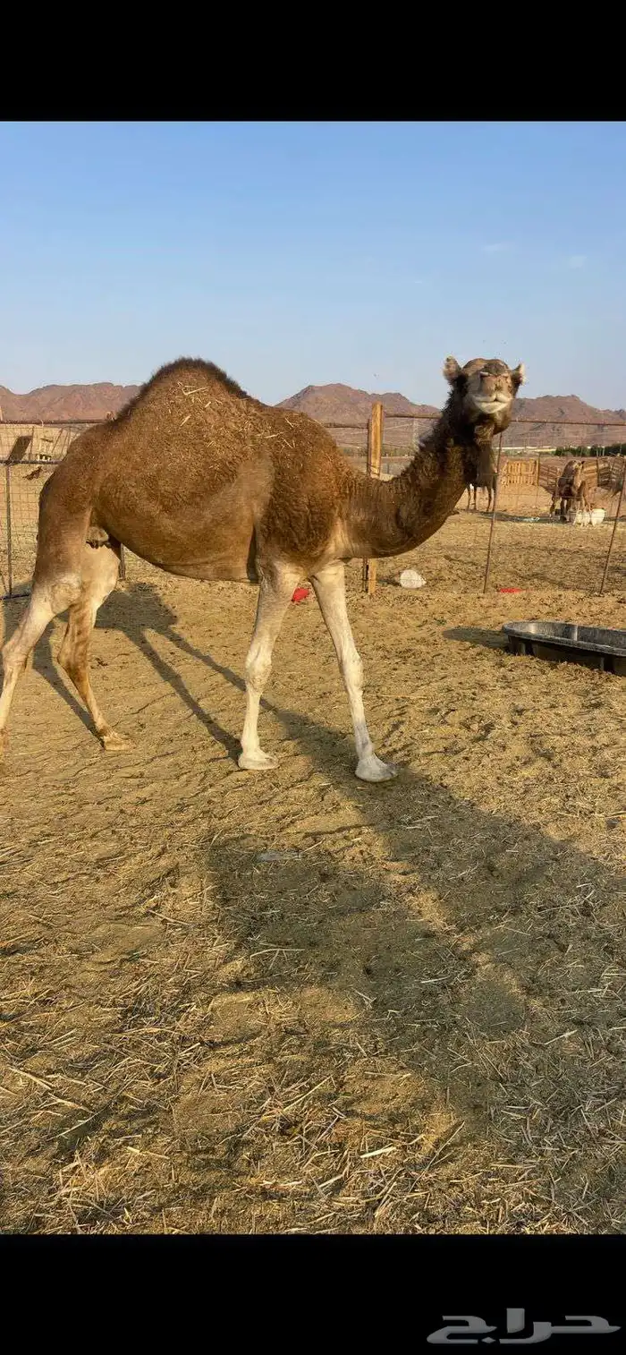 بكره حمراء ع ضراب الحد 5800 3