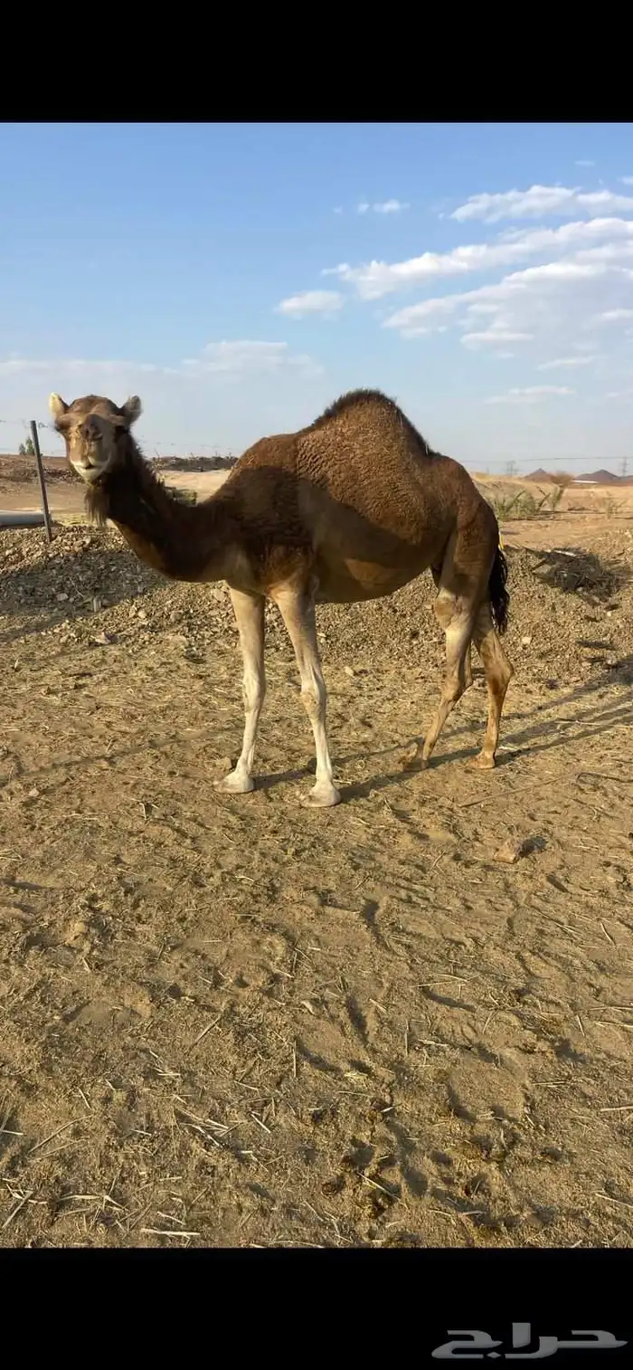 بكره حمراء ع ضراب الحد 5800 2