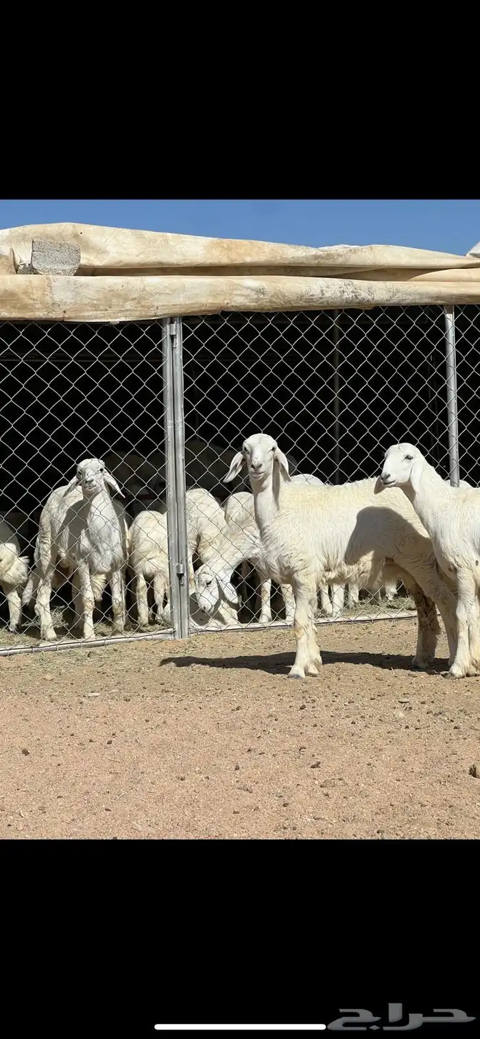 رخال صنف تم البيع 1
