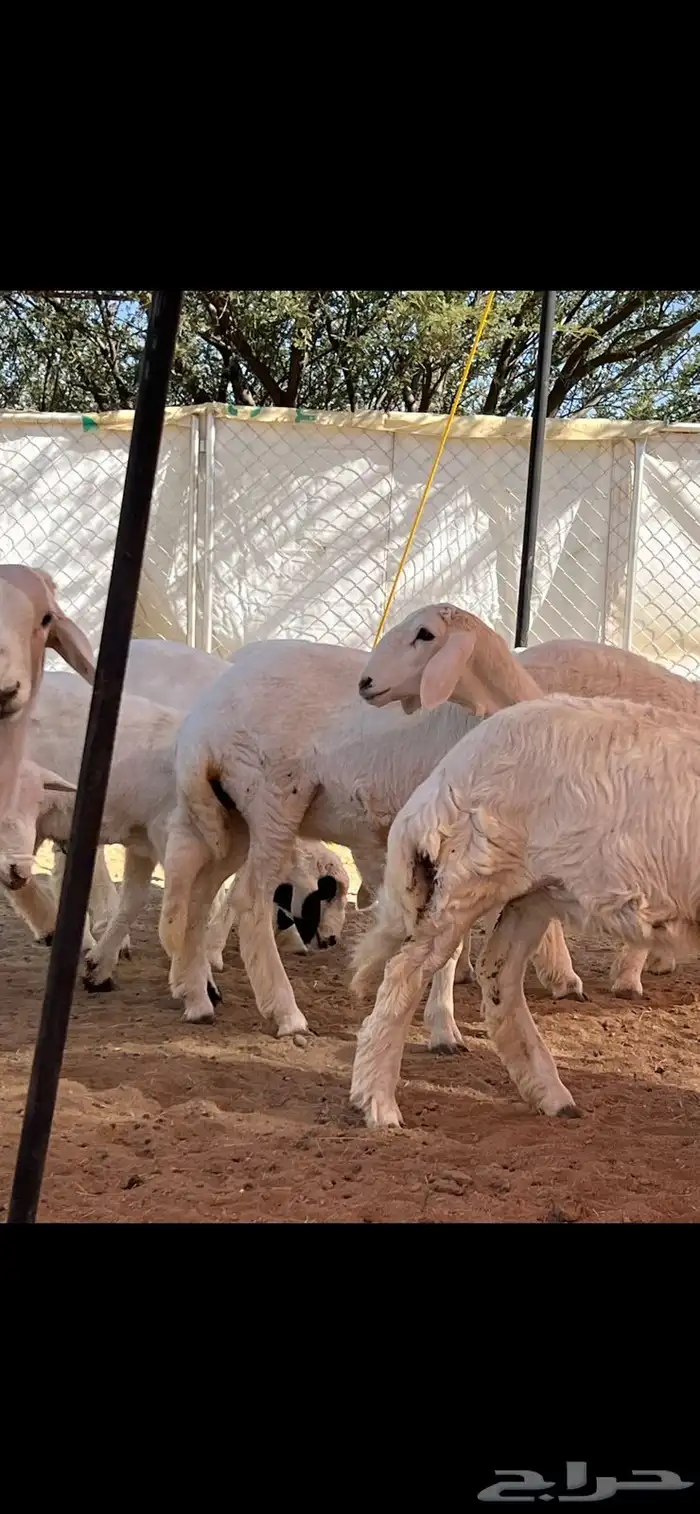 رخال صنف تم البيع 2