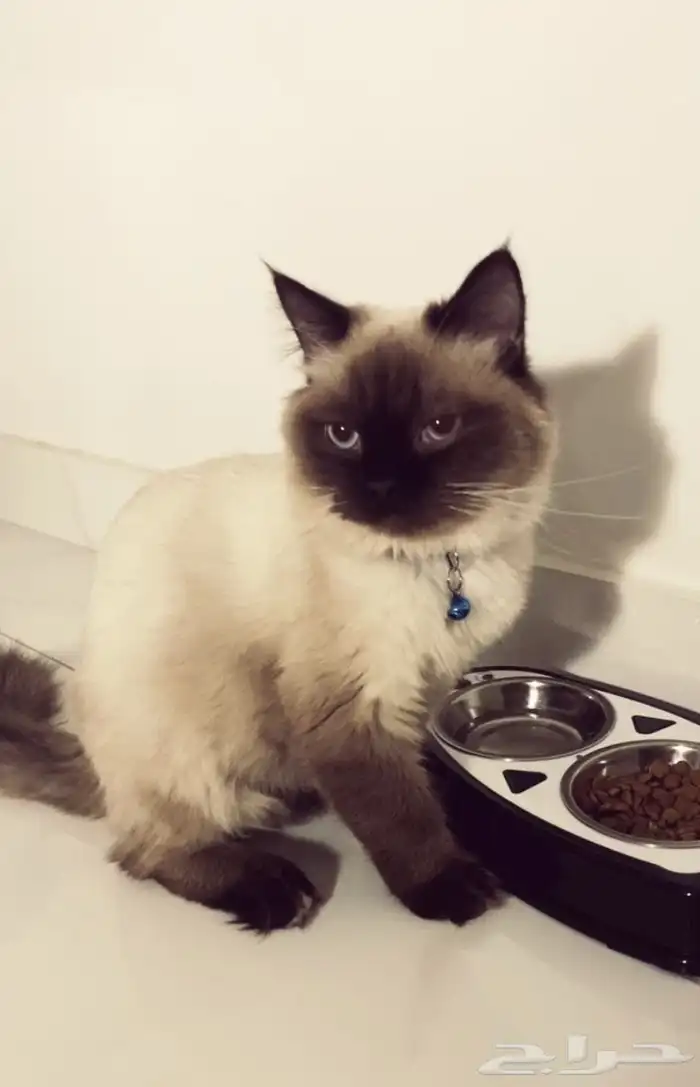 قطوه مع اكلها و كل اغراضها الخاصه فيها 0