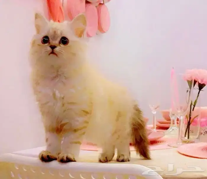 قطط للبيع 2 هملايا الاول ذكر و عمره سنه والثاني انثى 4 شهور 1